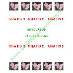 Gratis Minicursus Bachbloesems